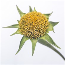 Mexican Sunflower, Tithonia rotundifolia, No Petals against White Background