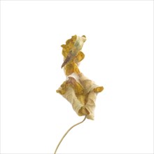 Dried Flowering Maple, Abutilon striatum thompsonii, Leaf against White Background I