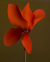 Flaming Red Cyclamen against Dark Amber Background, Close-up