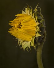 Sunflower in Profile, Close-Up