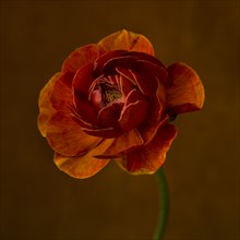 Ranunculus Flower against Dark Orange Background