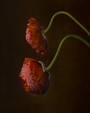 Two Ranunculus Flowers with Curved Stems in Profile against Dark Background