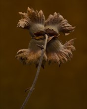 Rear View of Hazelnut Seed Pod against Brown Background