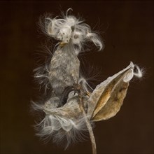 Milkweed Seed Pod against Dark Background, Close-Up