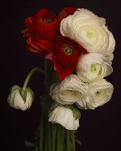 Red and White Ranunculus Bouquet against Dark Background