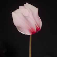 Pink Persian Cyclamen, Cyclamen persicum, Leaning Left against Black Background