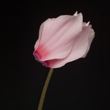 Pink Persian Cyclamen, Cyclamen persicum, Leaning Right against Black Background