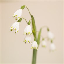 Spring Snowflake Flowers, Leucojum vernum, against Light Background