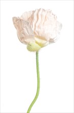 Light Pink Poppy Flower, Papaver somniferum, against White Background
