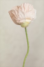 Light Pink Poppy Flower, Papaver somniferum, against Tan Background