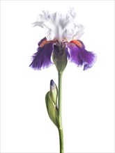White and Purple Bearded Iris against White Background