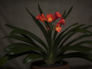 Orange Clivia with Long Green Leaves in Ceramic Pot