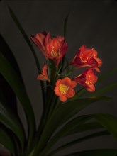 Orange Clivia with Long Green Leaves