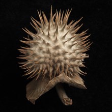 Dried Datura Seed Pod with Slight Stem against Black Background