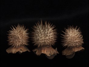 Three Dried Datura Seed Pods against Black Background