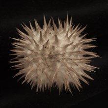 Dried Datura Seed Pod against Black Background