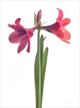 Red Amaryllis Flowers on Long Stem against White Background