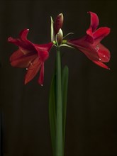 Red Amaryllis Flowers on Long Stem against Black Background