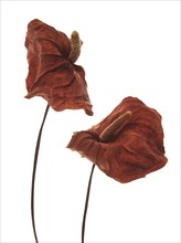 Dried Anthurium Flowers with Spathe and Spadix against White Background