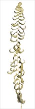 Dried Ebony (or Brownstein) Spleenwort, Asplenium platyneuron, Dried Fern against White Background