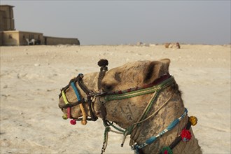 Face of Camel in Desert, Egypt