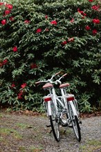 Two White Bicycles Parked near Flowering Shrub