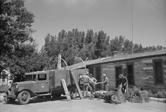 Cowboys Loading Roundup Trucks, Quarter Circle U Ranch, Big Horn County, Montana, USA, Arthur Rothstein, Farm Security Administration, June 1939
