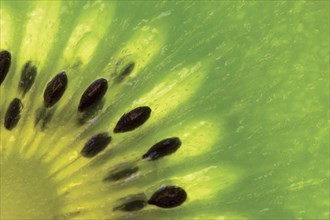 Kiwi Fruit Seeds Close-up
