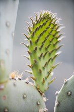 Purple Prickly Pear Cactus Detail