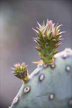 Purple Prickly Pear Cactus Detail 2
