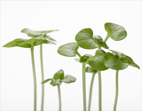 Basil Sprouts on White Background