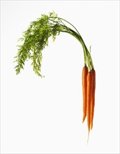 Three Raw Carrots on White Background
