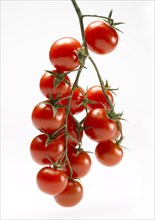 Several Cherry Tomatoes on Vine