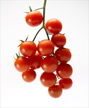 Several Cherry Tomatoes on Vine II