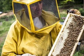 Beekeeper Holding Honeycomb of Bees