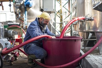 Worker at Winery, Gattinara, Piedmont, Italy 2