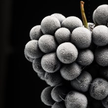 Close-Up of Frozen Barbera Grapes on Black Background