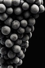 Close-Up of Frozen Barbera Grapes on Black Background 3