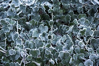 Frozen Ivy Leaves