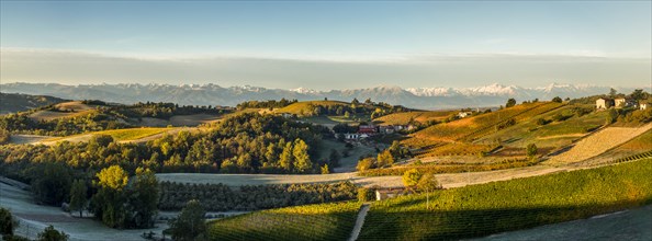 Panorama of Vineyards with Frosted Fields and Mountain Landscape at Sunrise, Dogliani, Piedmont, Italy