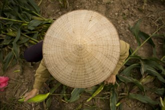 Person Wearing Conical Straw Hat While Farming, High Angle View, Hanoi, Vietnam