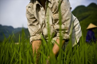 Torso of Rice Farmer in Field, Hanoi Vietnam