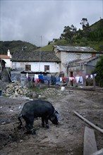 Pig and Clothesline in Rundown Backyard, Chugchilan, Ecuador