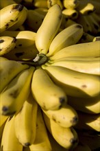 Bunch of Ripe Bananas