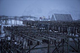 Racks of Drying Fish in Blue Winter Landscape, Norway