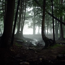 Foggy Woods and Stream