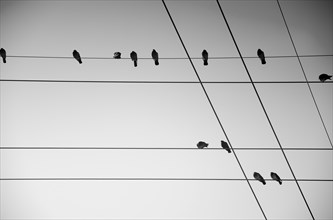 Birds Sitting on Wires with Geometric Pattern, Low Angle View