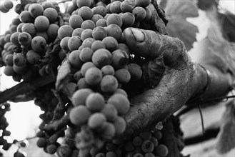 Hand and Grapes