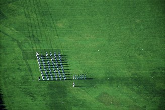 Marching Band Formation on Green Field, High Angle View