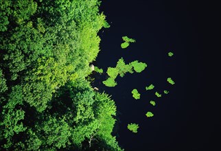 Green Trees near Water, High Angle View